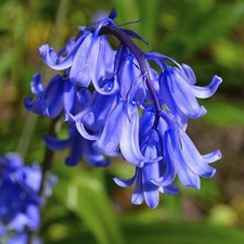 3-30 Traditional Bluebell Bulb
