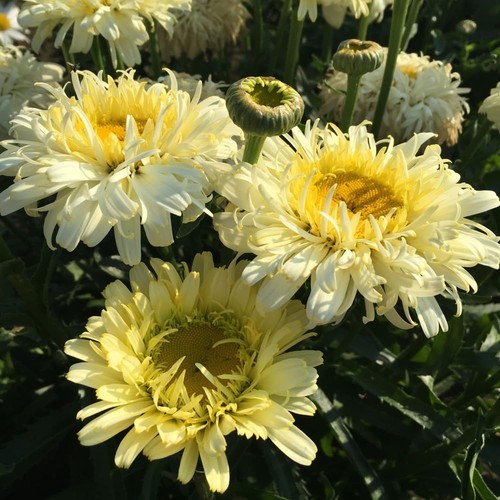 Leucanthemum superbum real - superbum,