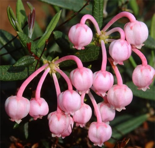 9cm pot shrub andromeda - 9cm,