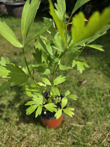 Large lovage plant - lovage, –