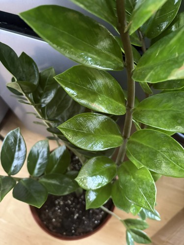 Plant zanzibar gem - plant, |