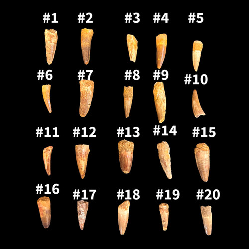 Different authentic types - types, of