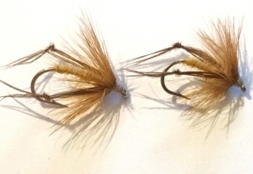 Rutland grafham ginger - rutland,