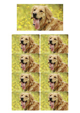 Pet Stickers Dog Cat Photos