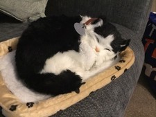 BLACK & WHITE  KITTEN With Interactive Sounds And Moving Tail Sweet Petzz