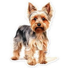 Yorkie Yorkshire Terrier -
