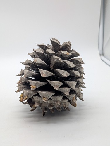 Giant spiked gray - spiked, cone