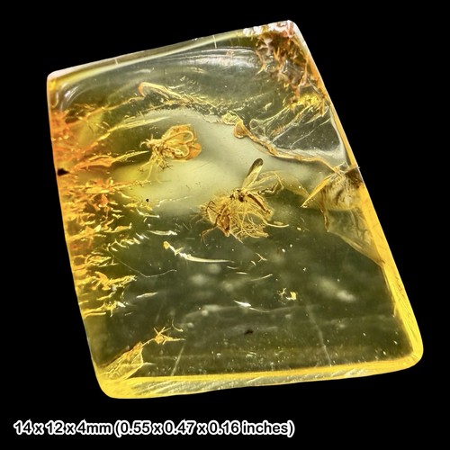 Baltic amber fossil - baltic,