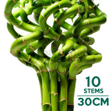 30cm lucky bamboo 10 - 30cm,