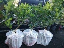 Kaffir Lime Tree 24-36 Inches