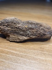 Triceratops Brow Horn Fossil