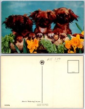 Pekingese Puppies Postcard