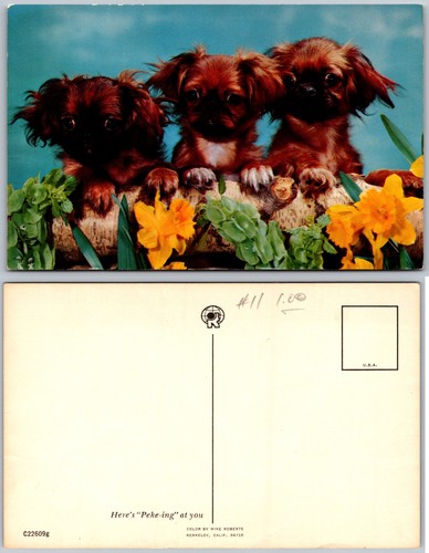 Pekingese puppies postcard - puppies,