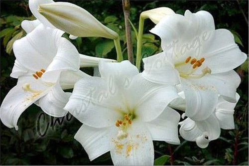 Pure white lilium asiatic - lilium,