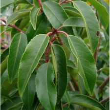 Prunus lusitanica | Portuguese