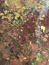 20g Food PREMIUM MIX Guppy