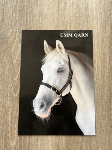 Umm qarn arabian horses - umm,