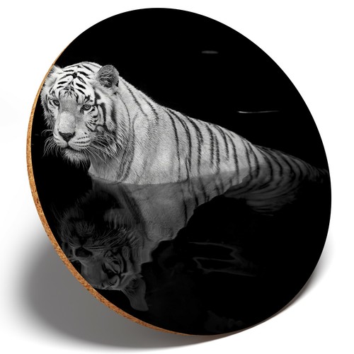 White tiger big cat - cat, wild