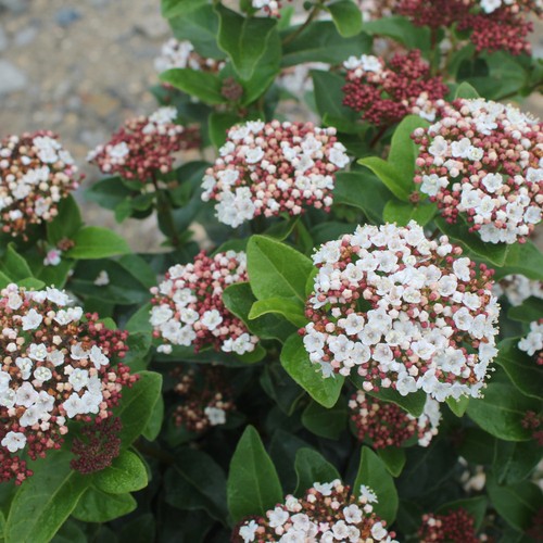 Viburnum gwenllian rhs award - rhs,