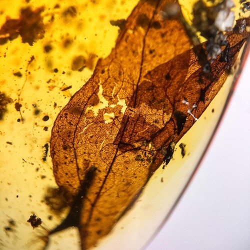 Leaf burmese burmite - in,