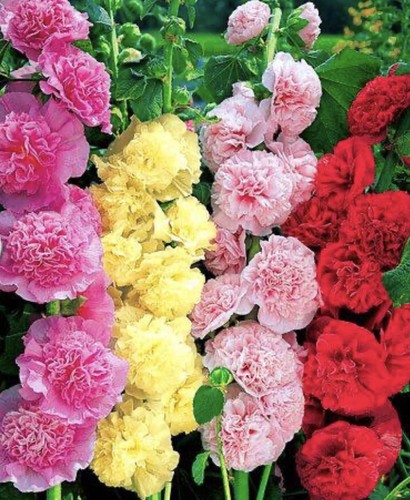 110 seeds hollyhock - 110,