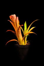 BROMELIAD BILLBERGIA "ELEGANS"
