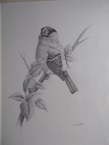 Original signed large - original,