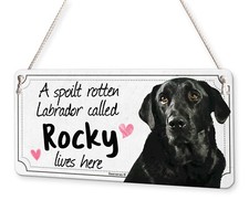 Black Labrador Retriever Dog