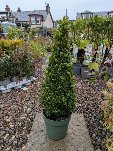 Buxus sempervirens pyramid - sempervirens,