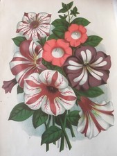 Antique Chromolithograph Print