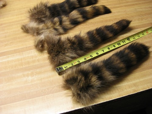 Large tanned jumbo raccoon - large,