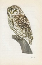 Vintage bird print, book