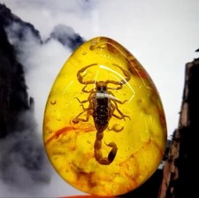 Scorpion polybern - polybern, (amber)