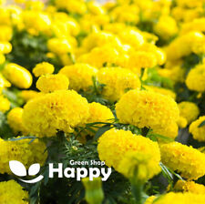 AFRICAN MARIGOLD - MARY HELEN - 300 SEEDS - Tagetes Erecta - LARGE DOUBLE FLOWER