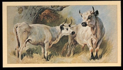Tobacco card doncella - tobacco,