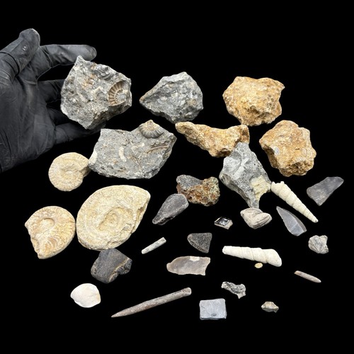 1kg british fossil - british, mix