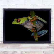 Frog Macro Animals Red Eyed