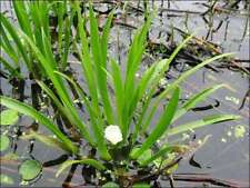 Water Soldiers - 1 - 25 / Oxygenating Pond Water Plants -  Floating Pond Plan...