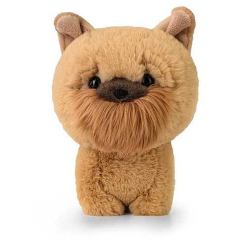 Teddy pets griffon bruxellois - teddy,