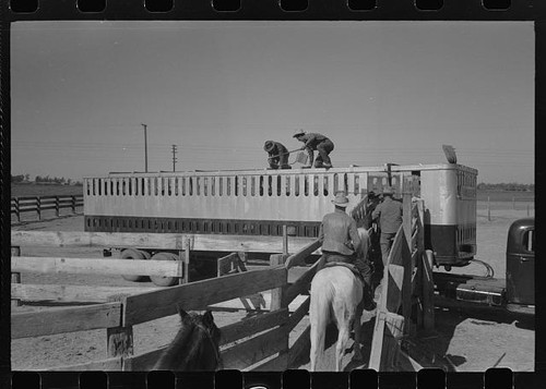 Loading cattle into trailer