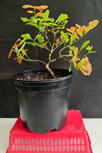 English oak bonsai - english, material