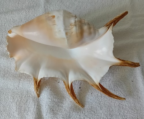 Large spider conch - conch,
