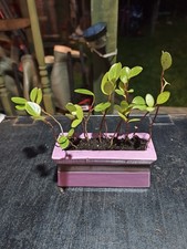 Mixed Sized 14 Hedging Plants