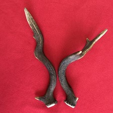 FANCY FALLOW DEER ANTLER 265g.  aprox. 29/30cm.