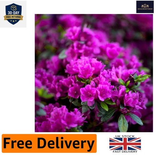 Japanese azalea diamant - japanese,