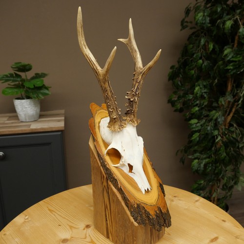 Rehbock deer buck antler rack - deer,