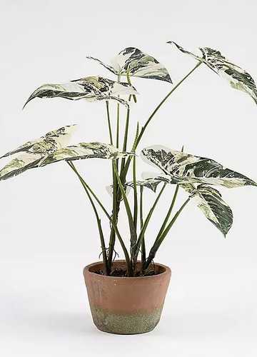Real touch alocasia - alocasia, in