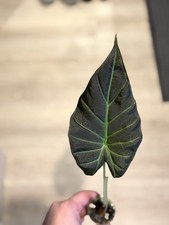 Alocasia Regal Shield Small