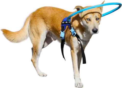 Blind dog halo harness - dog,
