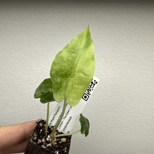 Alocasia venom aurea - alocasia,
